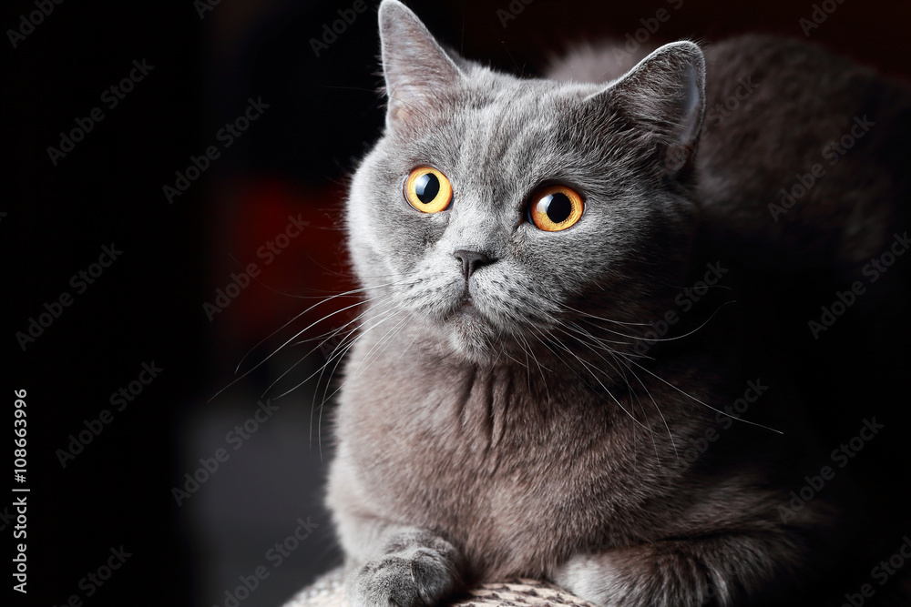 портрет британской кошки