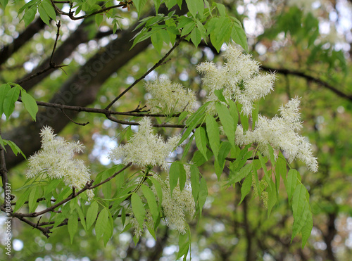 Цветущий ясень манный (Fraxinus ornus) photo