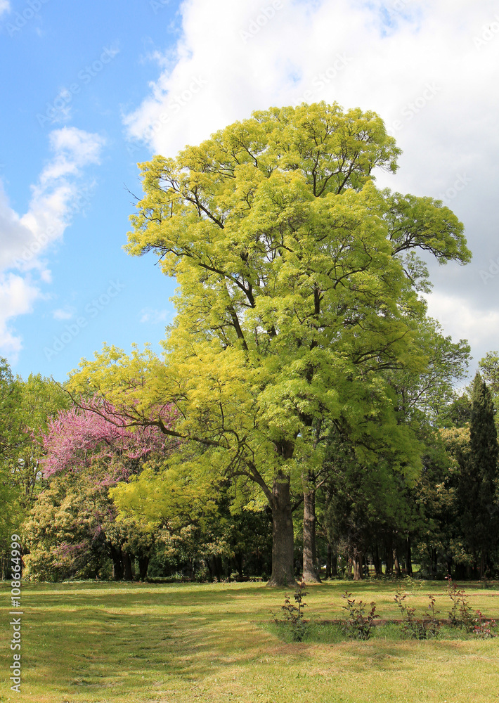 Naklejka premium Красивые деревья в Приморском парке г. Варна (Болгария) 
