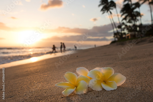 Plumeria flowers on the shore on sunset beach with golden sunlight and people on background