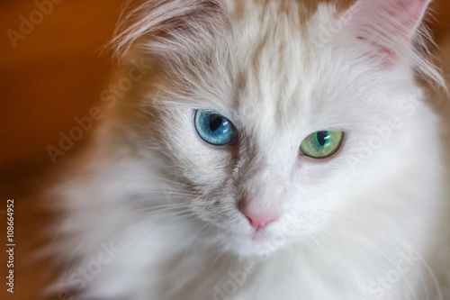 Cat with different colored eyes.