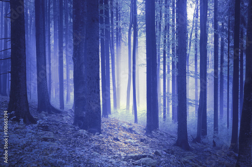 Dreamy blue colored light in the fantasy woods.
