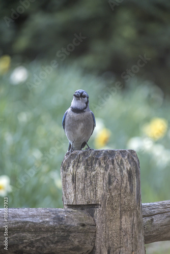 blue jay Cyanocitta cristata photo