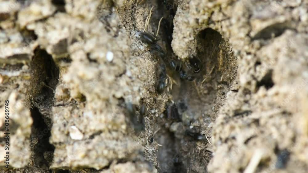 Close up ant working. Black Ants traffic.
Close up ant working. Black Ants traffic.
