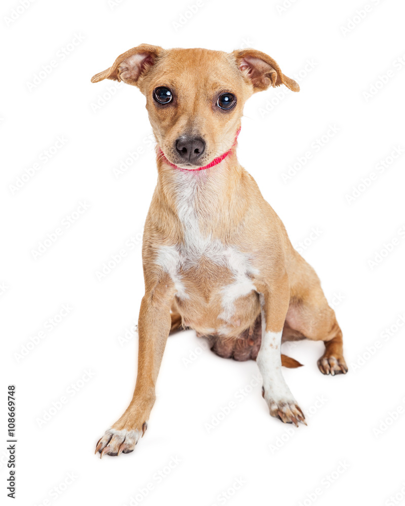 Cute Chihuahua Crossbreed Red Collar Cute Chihuahua Crossbreed Red Collar