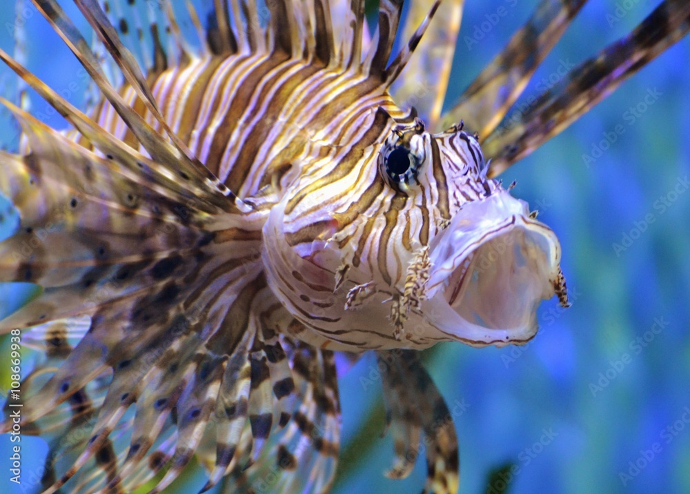 Obraz premium Lion Fish / Scorpion Fish