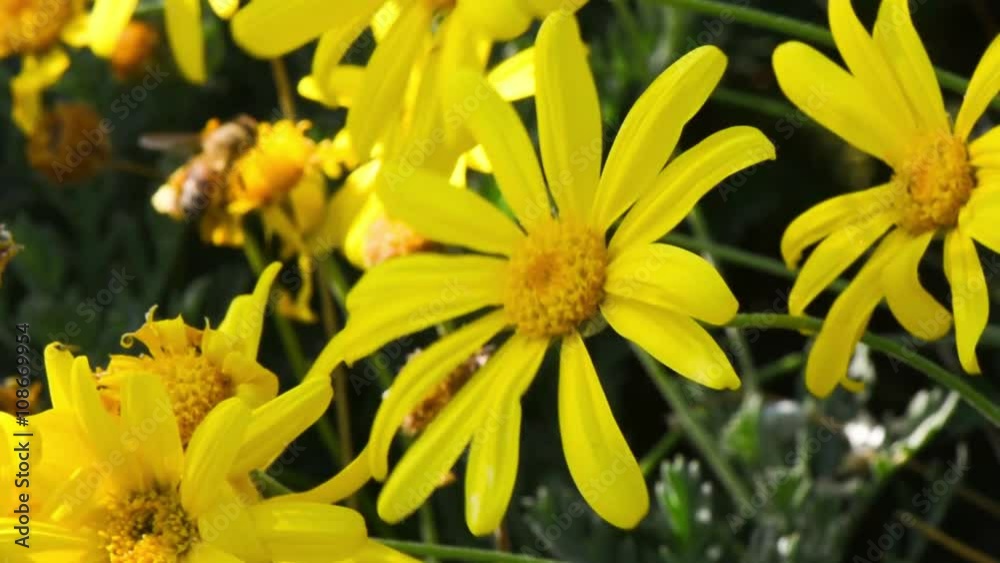 Bee on the flower. Honey bee working on yellow flower. Bee on the flower. Honey bee working on yellow flower.