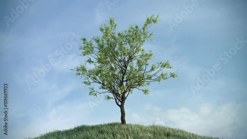 Growing tree on the hill against sky (with alpha matte, full hd)