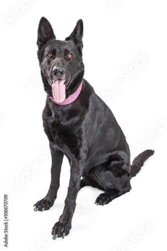 Fototapeta Naklejka Na Ścianę i Meble -  Thirsty Black Dog Tongue Out