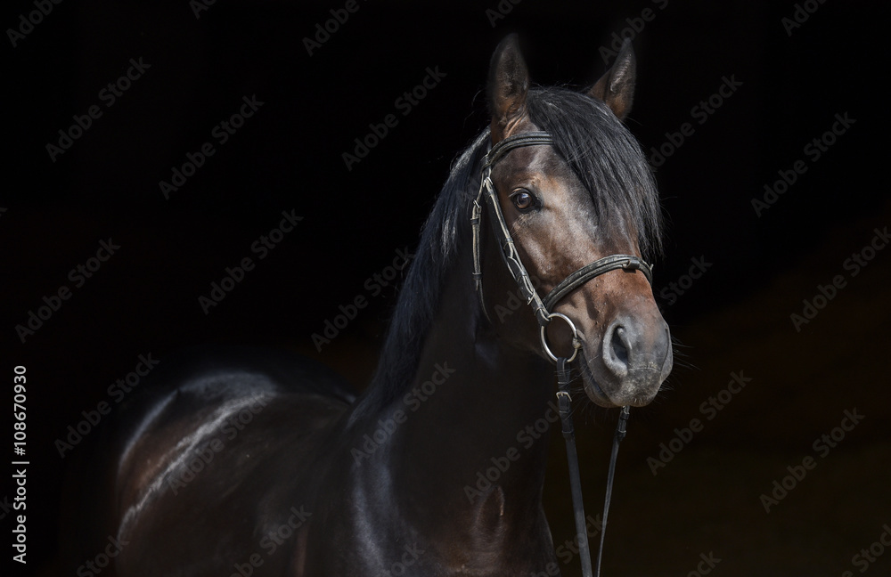 Fototapeta premium Ogier