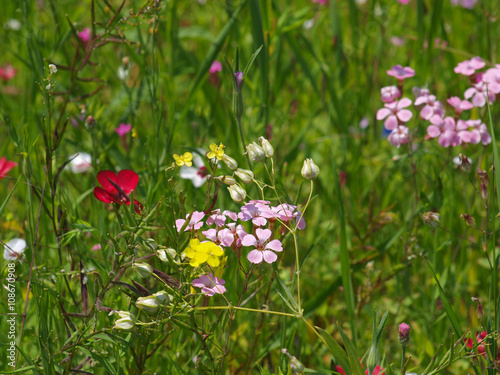 Wiese mit Blumen im Sommer, 3