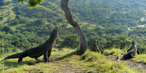 The Komodo Dragons on island Rinca.The Komodo dragon, Varanus komodoensis