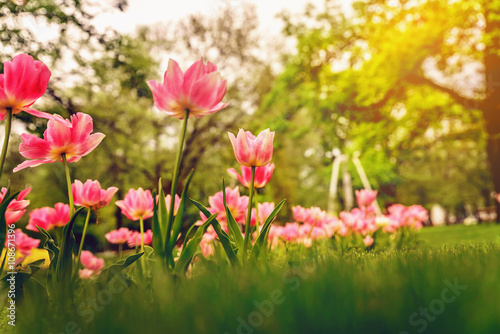 Beautiful spring flowers