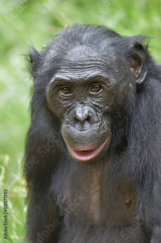 The close up Bonobo in natural habitat. Green natural background.