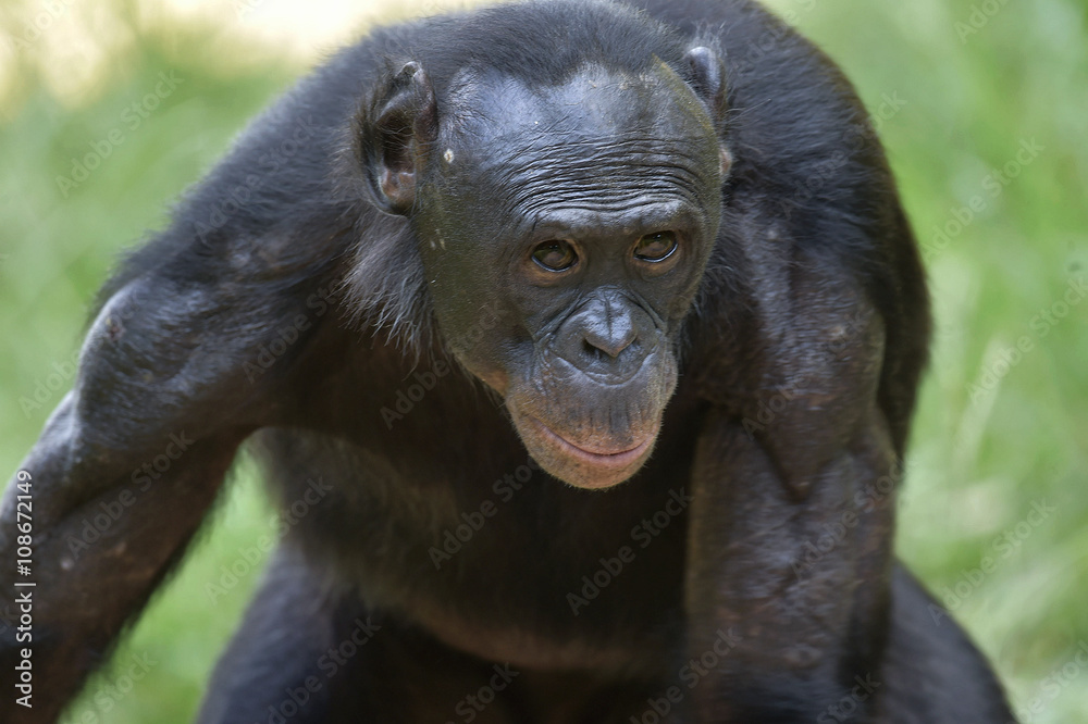 The close up portrait of male Bonobo in natural habitat. Green natural background.  The Bonobo ( Pan paniscus)