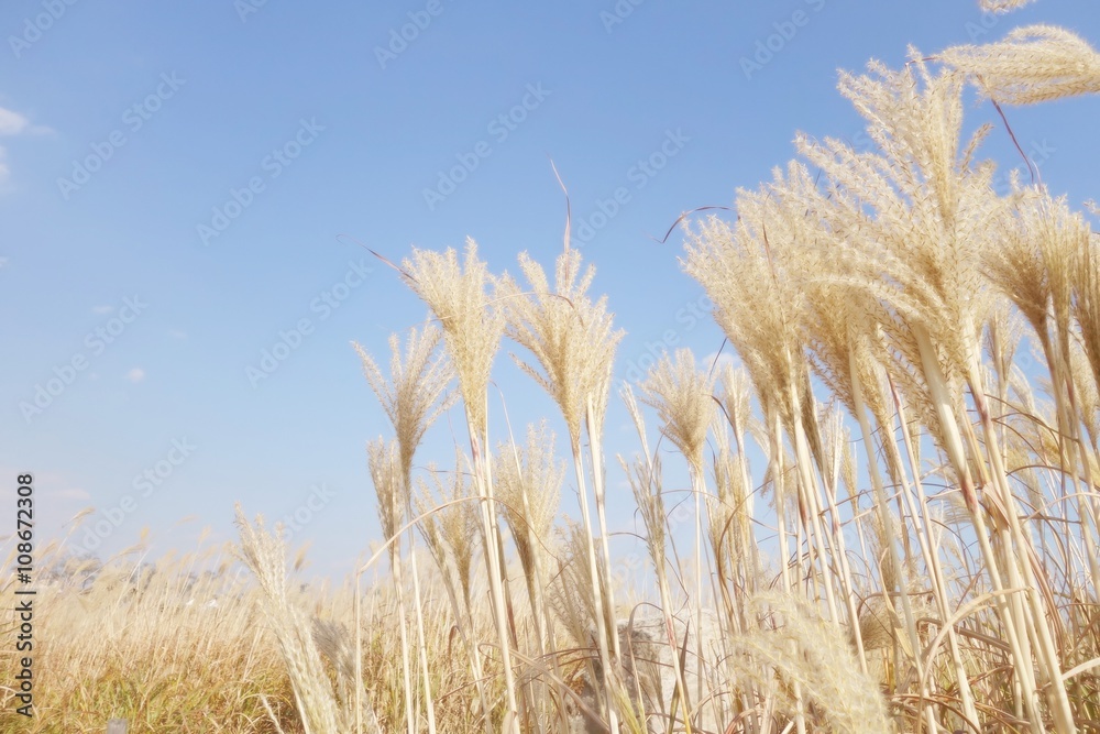 Landscape of grass meadow in autumn, soft focus Landscape of grass meadow in autumn, soft focus