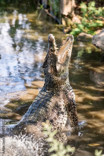 фотографія Attack crocodile. Cuban Crocodile (crocodylus rhombifer).