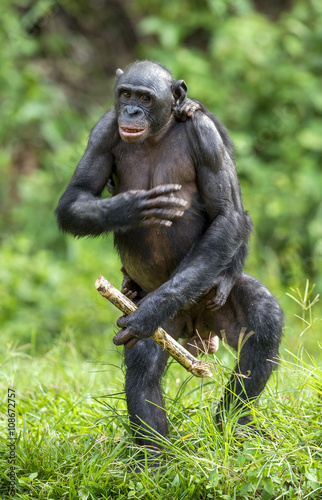 The Bonobo ( Pan paniscus)  mother with cub standing on her legs and walk . Cub  on a back at Mother