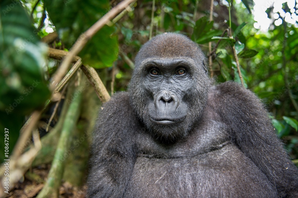 Portrait of a western lowland gorilla (Gorilla gorilla gorilla) close up at a short distance. Adult female of a gorilla in a natural habitat. Portrait of a western lowland gorilla (Gorilla gorilla gorilla) close up at a short distance. Adult female of a gorilla in a natural habitat.