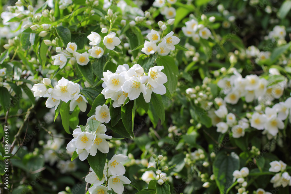 Beautiful jasmine flowers in the garden, summertime Beautiful jasmine flowers in the garden, summertime