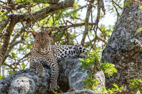 Leopard on a tree. The leopard hides from solar hot beams on a tree. The leopard  Panthera pardus 