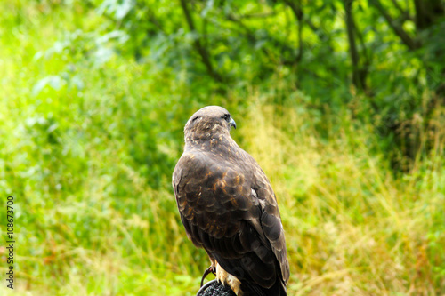 Common Buzzard beautiful portrait with green natural background photo