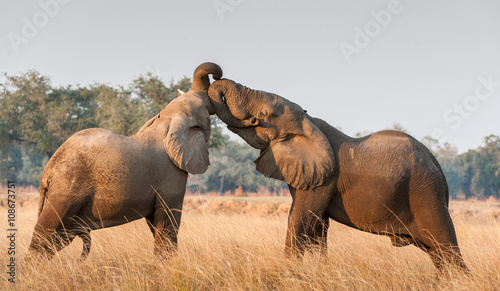 Photography Fighting African elephants in the savannah