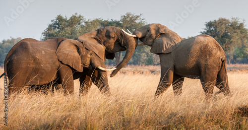 Canvas Print Fighting African elephants in the savannah