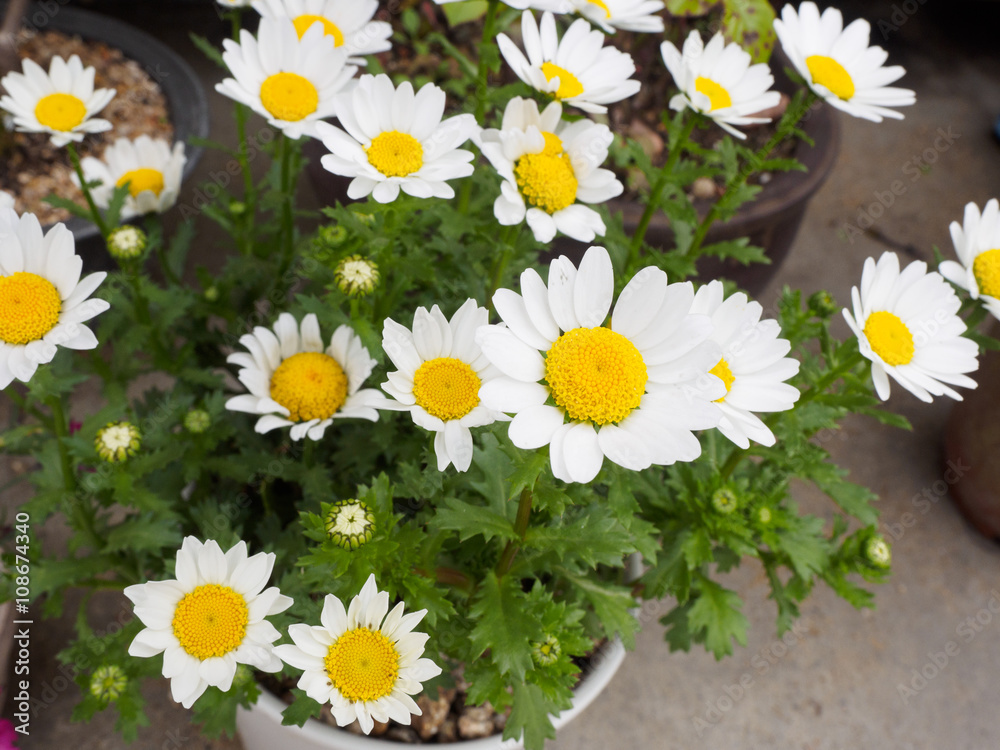 Obraz premium White Daisy flower