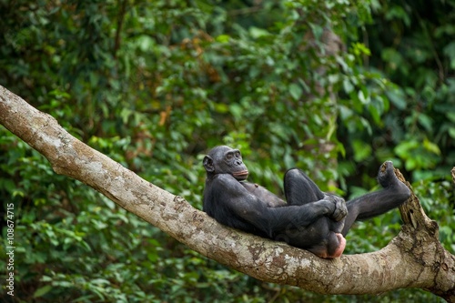 Bonobo (Pan Paniscus) on a tree branch.