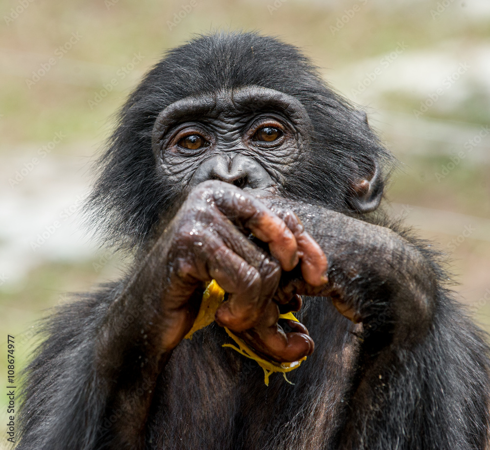Obraz premium Close up Portrait of a juvenile bonobo. Cub of a Chimpanzee bonobo ( Pan paniscus).