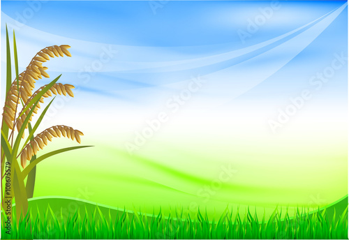 rice corner on blue sky background wiht green wave and grass, vector