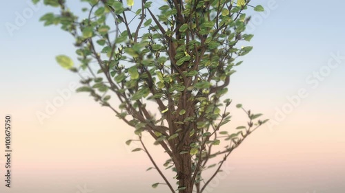 Growing tree 3d animation with orbiting camera movement on clear sky background with bright sun.