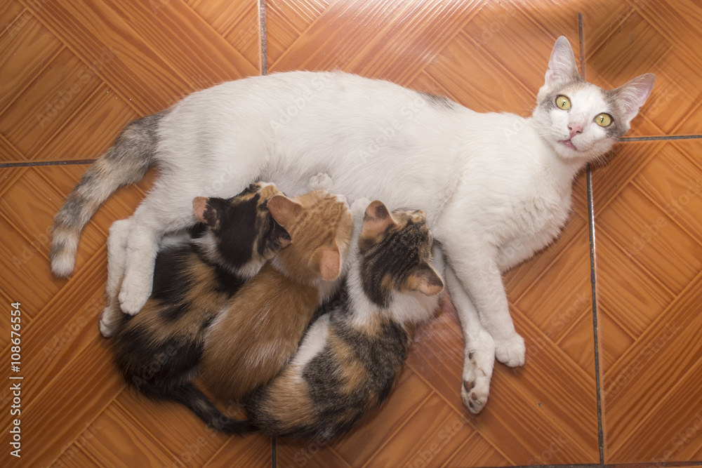 gata con sus gatitos (mamá) foto de Stock | Adobe Stock