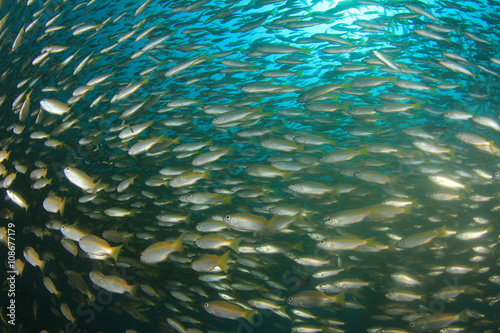 Fish school ocean sea