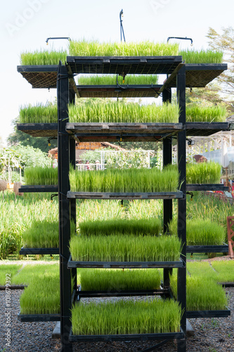 Rice seedling in tray on shelf photo