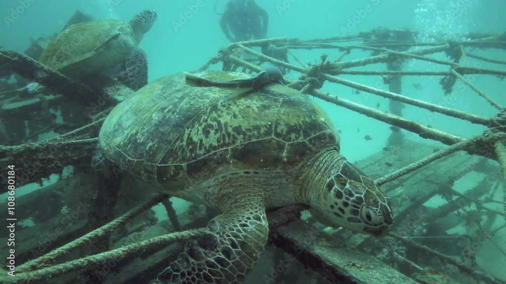 Scuba divers watching green sea turtles resting on artificial reef structures