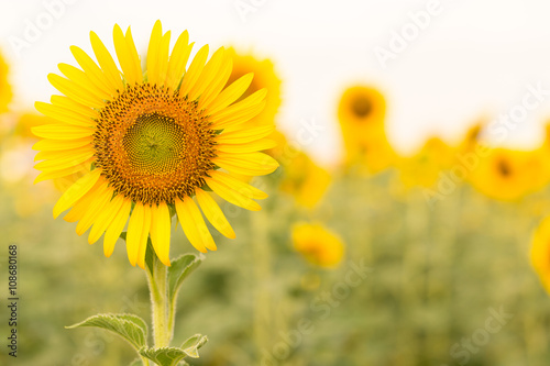 Sun flower with copy space.