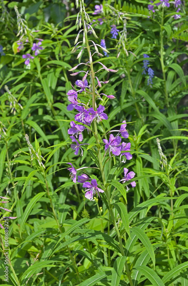 Willow-herb 6 Willow-herb 6