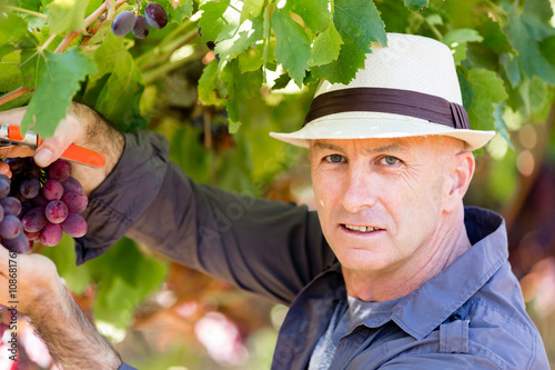 Man standing in vineyard