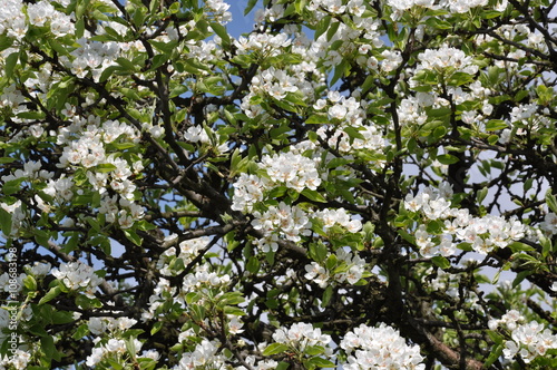 Apple tree with white flowers