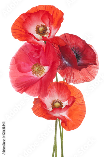 Fototapeta Naklejka Na Ścianę i Meble -  poppy
