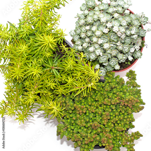 Fetthenne, Sedum, Mauerpfeffer photo