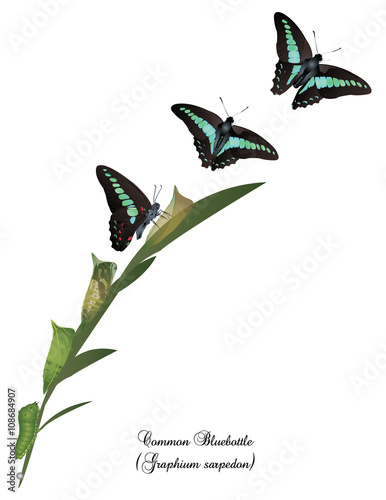Life cycle of common bluebottle butterfly.