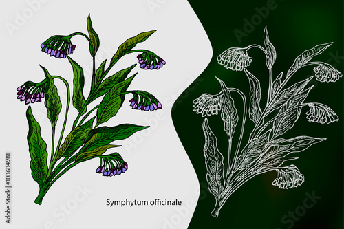 Symphytum officinale. Hand drawn medical herbs. Drawing with chalk