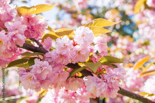 Sakura