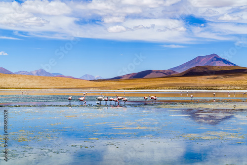 Flock of flamingo birds eating in the laguna