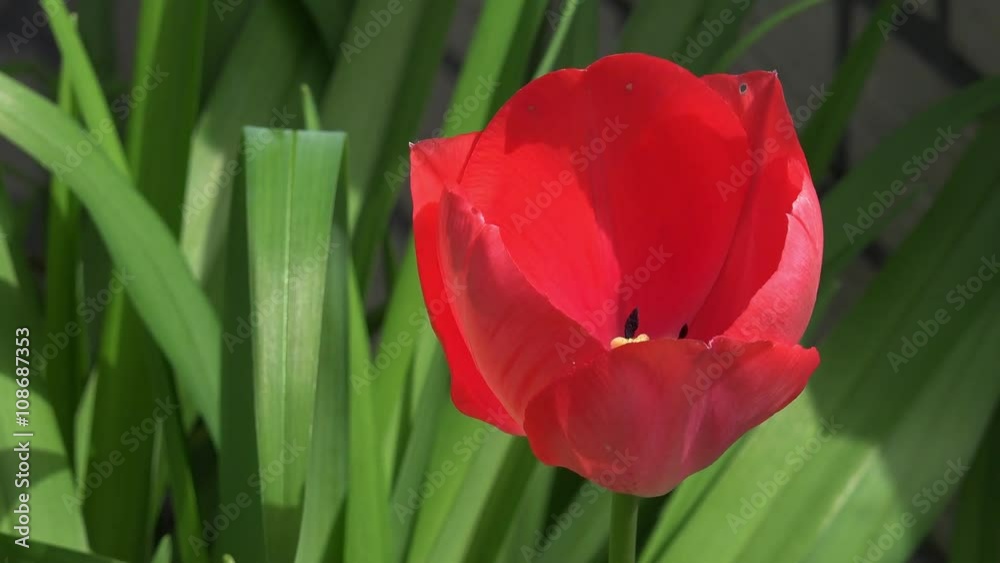 red tulip in the nature