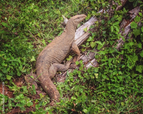 Monitor Lizard in Yala National Park, Sri Lanka