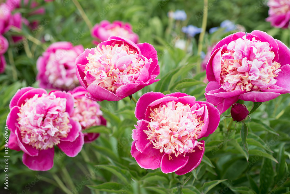 
Flowers Pink Peonies

